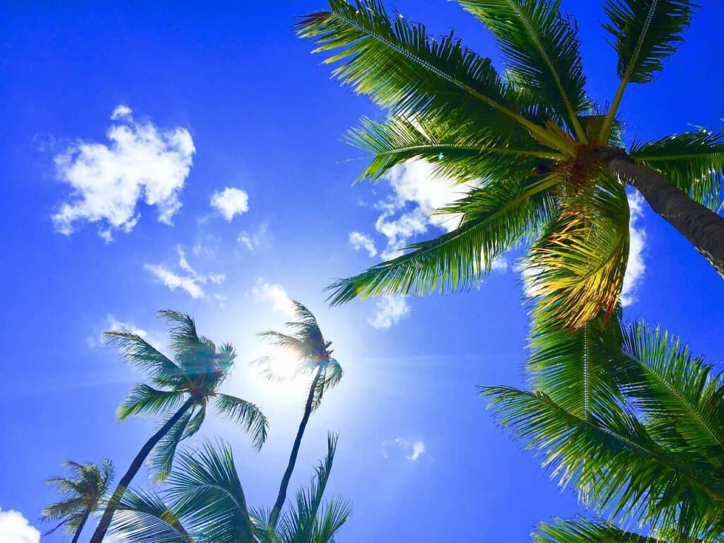 hawaii, aloha, palmtree-2700190.jpg