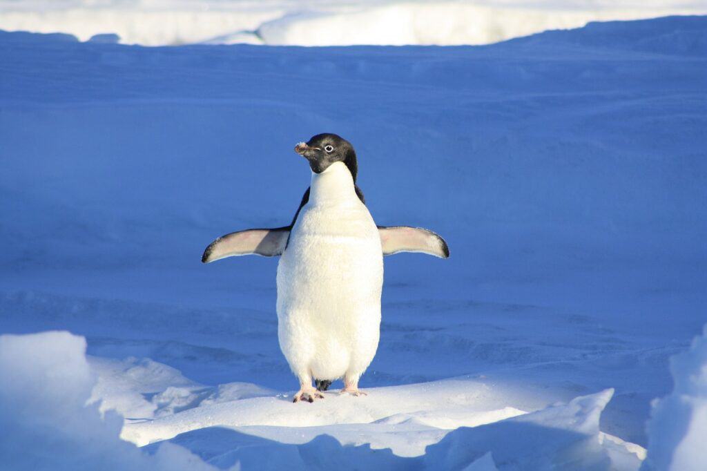 penguin, fun, blue-56101.jpg